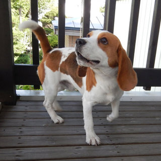 ビーグルのボク君(2017/02/11生まれ）