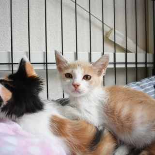 里親決定。ありがとうございます。