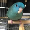 サザナミインコの青波