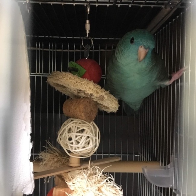 サザナミインコの青波のカバー写真