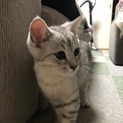 オス、ＭＩＸの3ヶ月の猫