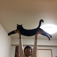 Gato