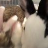 うさぎの里親募集中です サムネイル3