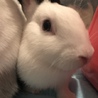 うさぎの里親募集中です サムネイル4