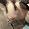 うさぎの里親募集中 サムネイル3