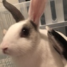 うさぎの里親募集中 サムネイル4
