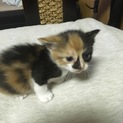 7/2生まれの子猫兄弟二匹♀