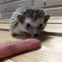 募集停止します！