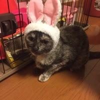 ミー