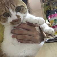 ハルト