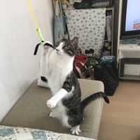 ヒナタ