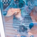 捨てられていた犬