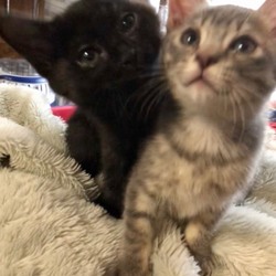 エイズキャリアとは