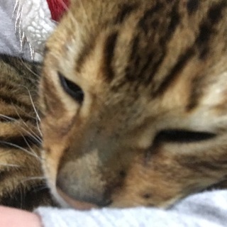 4歳 ベンガル 里親募集してます。