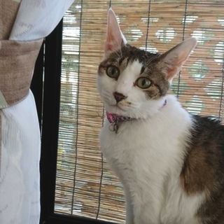 里親決定。ありがとうございます。