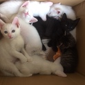 7匹の生後5週間の子猫ちゃんの里親を募集してます。