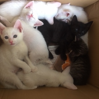 7匹の生後5週間の子猫ちゃんの里親を募集してます。