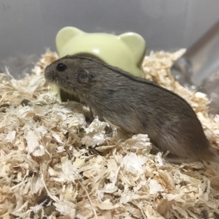 ステップレミング3匹