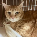 大きな体格なのにとっても気が小さな茶トラくん。