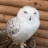 ちょこあんどがなっしゅ