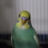 雛の時に出会って、ここまで大きくなりました