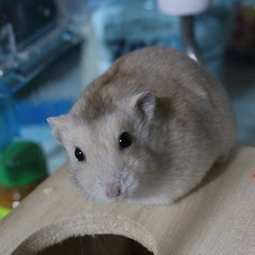 お迎えした時ぽちゃぽちゃだったので、ダイエット中です❗️