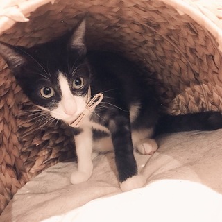 スモーク柄のハチワレ子猫♀