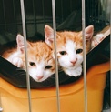 茶白の仲良し美猫兄妹ペア