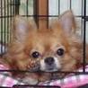 チワワのマリモちゃん♀推定9才 サムネイル4