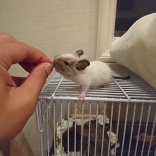 デグー里親募集してます