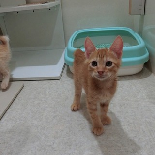 とても人懐っこい茶トラの男の子です