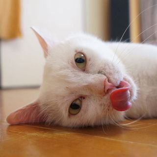 人懐っこいかわいらしいおじいちゃん猫「ビヤン」