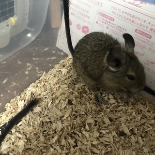「一時停止中」デグーマウス里親募集