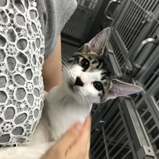 生後約4カ月の可愛い白黒キジ君