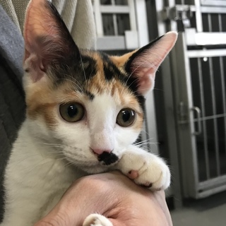 生後約4カ月の可愛い三毛猫ちゃん 