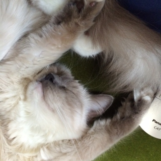 はげぽんのカバー写真