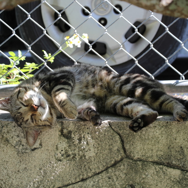 CHA-CHA-CATのカバー写真
