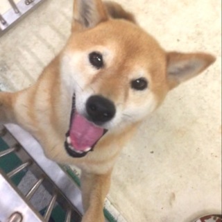 里親様のお迎えがありました。有難うございました！