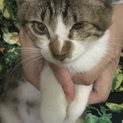 僕の家族になってください。