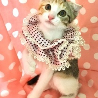 垂れ耳がキュートな女の子