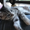 可愛い薄グレーのメス子猫