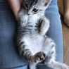 可愛い薄グレーのメス子猫 サムネイル2