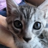 可愛い薄グレーのメス子猫 サムネイル3