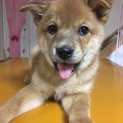 保健所からレスキューました♂