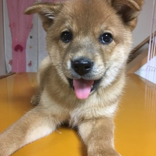 保健所からレスキューました♂