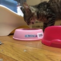 大変人には慣れてはいますが、おとなし目です。