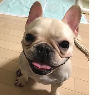 元気な2歳のフレンチブルドック♀です☆