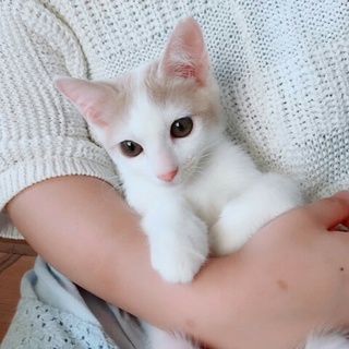 三匹のきょうだい猫　