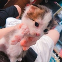 7/13に産まれ子猫です！[急遽]