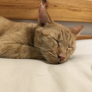 人懐っこいスリスリぴっとり大人の茶トラ♂